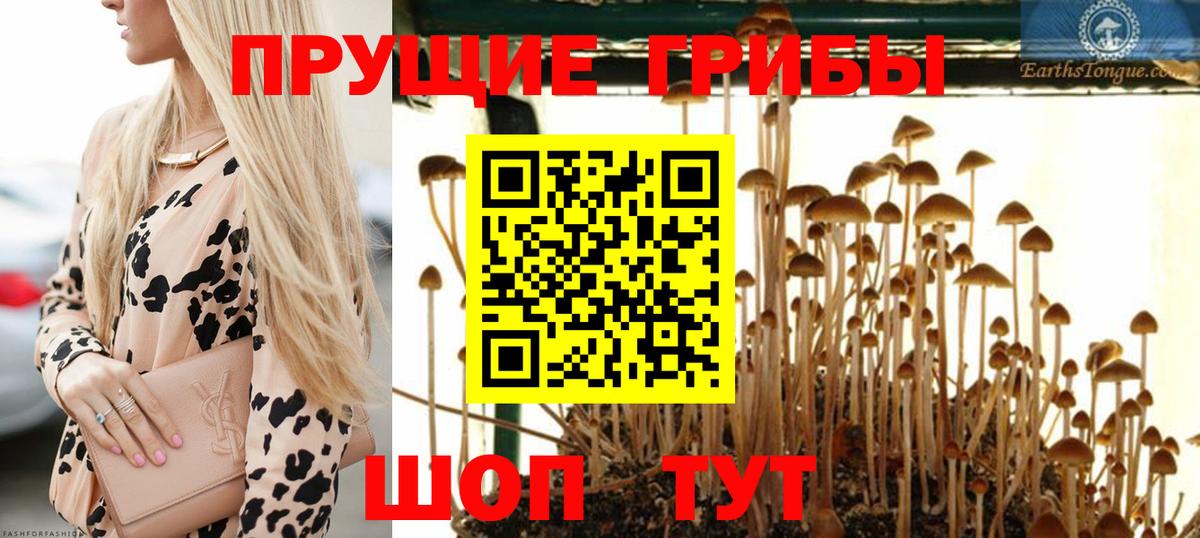 Псилоцибиновые грибы Psilocybine cubensis  где можно купить   Егорьевск  Вход с VPN  Псилоцибиновые грибы прущие грибы 